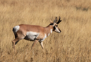 Pronghorn Antelope Buck in Wyoming in Autumn