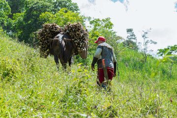 peasant muleteer carrying his mule loaded with sugar cane, along a mountain road located in the...