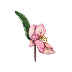 Fototapeta premium Hellebores isolated on a white background. Watercolor illustration for creating your design. Drawing for Save the date, Valentine's day, wedding invitation, birthday and mothers day cards.d