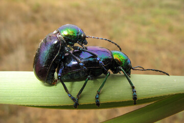 Two beetles on a thick stem on a summer day. Intimate moment between bugs.