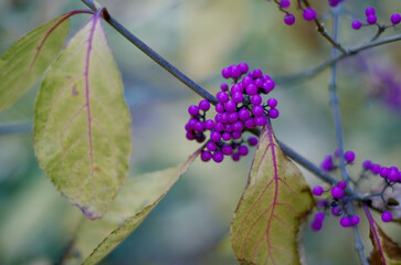 lilac flowers in the garden