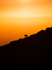 Fototapeta na wymiar Silhouette of trees on the hill with orange sunset sky.