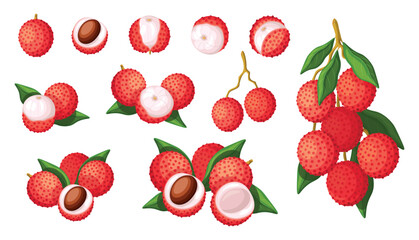 Set of fresh red lychee in cartoon style. Vector illustration of fruits whole and cut, large and small sizes with leaves on white background.