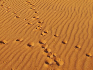 Close-up photo of tracks in the sand in the Sahara desert with a dune in the background, Morocco