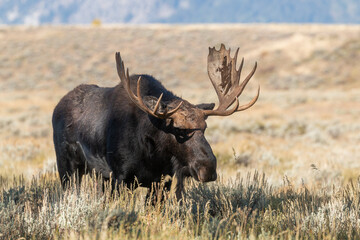 Bull Moose in the Rut in Wyomign in Autumn