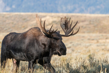 Bull Moose in the Rut in Wyomign in Autumn