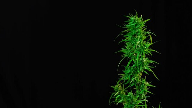 A flowering cannabis plant is illuminated with different colors on a black background. Medical cultivation and legalization marijuana plant.