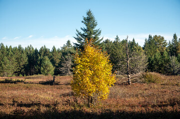 A tree with yellow leaves rests in front of an autumn colored plain, two trees without leaves and several evergreen trees with a blue sky in the background. Algonquin Provincial Park, Ontario, Canada.