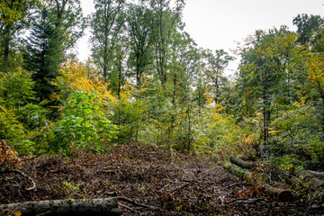 Fototapeta premium Gefällte Bäume im Mischwald