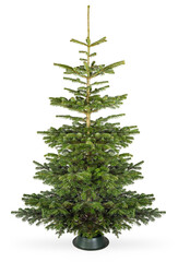 Empty undecorated natural fresh green Nordmann pine christmas tree in natural condition  isolated background - obrazy, fototapety, plakaty