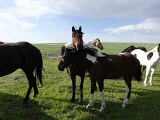 Obraz premium Horses on the Prairie 