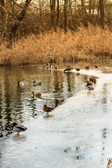 Lake with ducks in wintertime