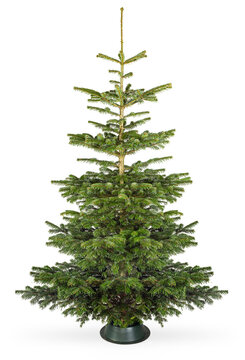 Empty undecorated natural fresh green Nordmann pine christmas tree in natural condition  isolated background