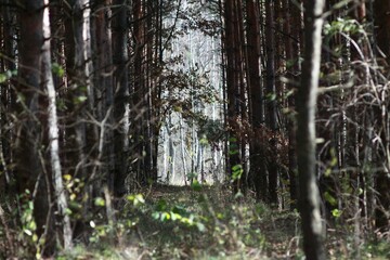 Autumn in Seymsky Regional Landscape Park