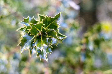 closeup of holly leaves. Ilex aquifolium or Christmas holly.