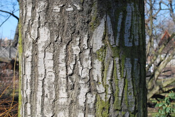 linden bark, a fragment of a trunk, a blurred surroundings at the back