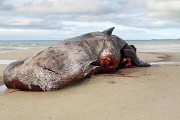Beached sperm whale in Tasmani © JC