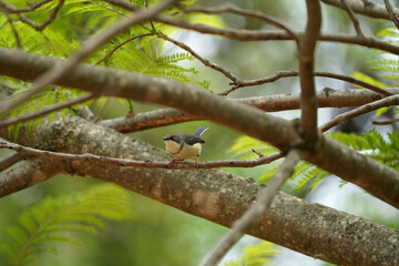 Small bird sitting perched on a branch of a tree with very soft lighting while overcast weather.
taken in Waterberg of South Africa.
Birding twitcher during a safari game drive