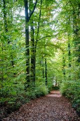 Weg durch den herbstlichen Wald
