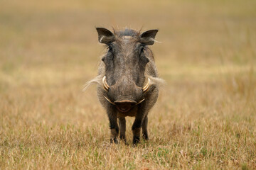 Stunning warm photograph of a common warthog Smiling and grinning. Digging deep to get the roots. Taken at a low angle with soft light and shallow depth of field.