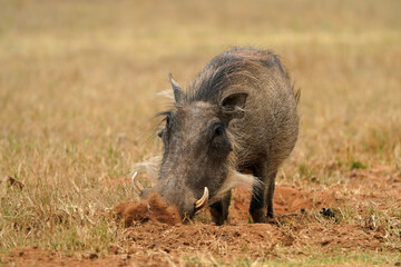 Stunning warm photograph of a common warthog Smiling and grinning. Digging deep to get the roots. Taken at a low angle with soft light and shallow depth of field.