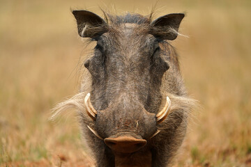 Stunning warm photograph of a common warthog Smiling and grinning. Digging deep to get the roots....