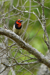 Black billed Barbet Woodpecker sitting in a tree watching its nest and protecting it from predators and scavangers. Soft overcast lighting with a beautiful red head. taken in waterberg in South Africa