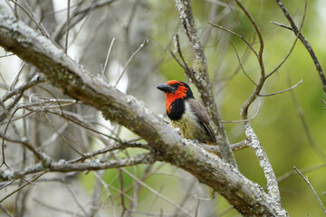 Black billed Barbet Woodpecker sitting in a tree watching its nest and protecting it from predators and scavangers. Soft overcast lighting with a beautiful red head. taken in waterberg in South Africa