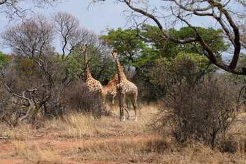 Wild spotted Giraffe looking for graze during a Safari Game drive walking in its natural habitat in the bush veld in waterberg in South Africa