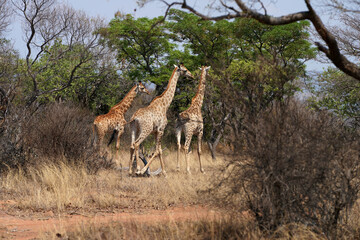Fototapeta na wymiar Wild spotted Giraffe looking for graze during a Safari Game drive walking in its natural habitat in the bush veld in waterberg in South Africa