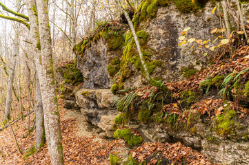 limestone in autumn forest
