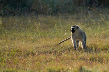 A backlit Mischievous Vervet monkey playing in an open field during the golden hour. taken at a low angle with a shallow depth of field