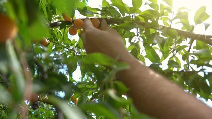 Harvesting. Picking ripe berries from a tree