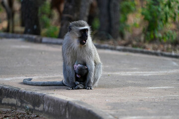 Obraz premium Vervet Monkeys playing around and messing around in a holiday Resort having fun, taken in Waterberg Nature reserve in South Africa
