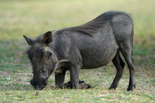 Stunning warm photograph of a common warthog on its knees scrounging for food and foraging. Digging deep to get the roots. Taken at a low angle with soft light and shallow depth of field.