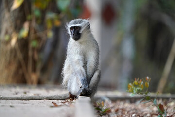 Cute Vervet Monkey sitting comfortably and staring. taken in very soft light with shallow depth of field. Taken at the waterberg Nature reserve in South Africa