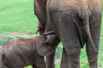 Cría de elefante alimentándose con su madre