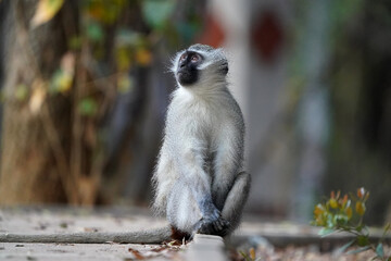 Cute Vervet Monkey sitting comfortably and staring. taken in very soft light with shallow depth of field. Taken at the waterberg Nature reserve in South Africa