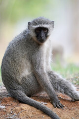 Naklejka na ściany i meble Cute Vervet Monkey sitting comfortably and staring. taken in very soft light with shallow depth of field. Taken at the waterberg Nature reserve in South Africa