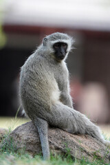 Cute Vervet Monkey sitting comfortably and staring. taken in very soft light with shallow depth of field. Taken at the waterberg Nature reserve in South Africa