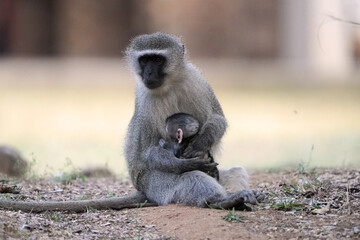 A female Vervet Monkey sitting with its young baby on a cement walk path, cuddling the juvenile and protecting it. taken in the waterberg in South Africa  during a Safari looking for Game 