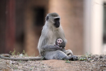 A female Vervet Monkey sitting with its young baby on a cement walk path, cuddling the juvenile and protecting it. taken in the waterberg in South Africa  during a Safari looking for Game 