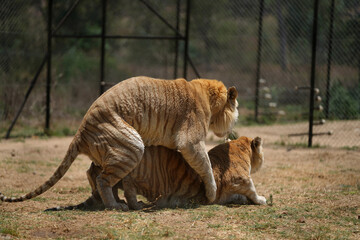 Naklejka premium Stunning series of photos of 2 Tigers during an incredibly aggressive mating ritual, copulating for offspring. taken in vaalwater in South Africa during a Safari gamedrive, game walk 