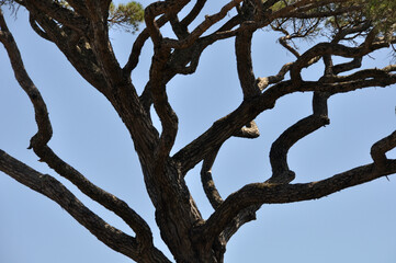 Pine branches on the blue sky