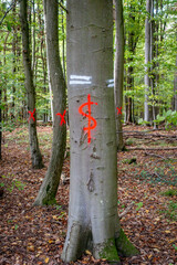 Zur Fällung markierte Bäume im Mischwald