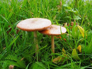 Im Herbst Pilze im deutschen Wald