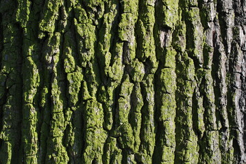 Obraz premium oak bark, gray - green, with a clear texture, sunlight, as a background