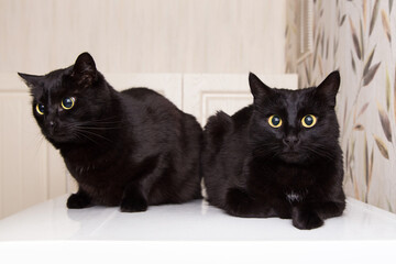 Two Beautiful Black bombay cat portrait with yellow eyes lying on fridge on kitchen at home