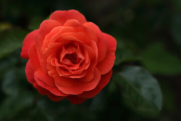 Beautiful blurred red Rose on a beautiful green background. Greeting card. Rose close up. Natural floral summer background. Postcard. Flower bud. Red garden rose on a bush in a summer garden.