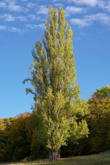 Naklejka premium tree in autumn 